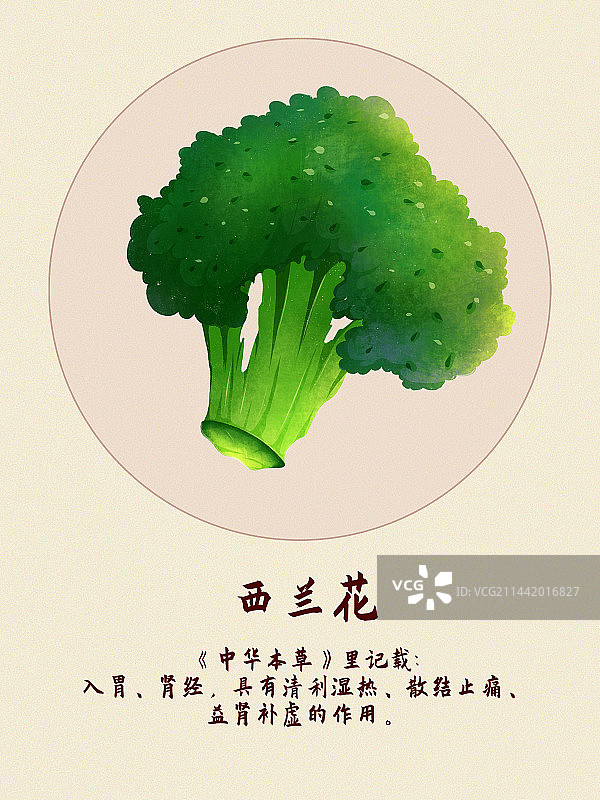 蔬菜西兰花插画图片素材