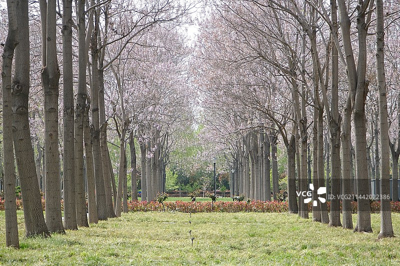 焦裕禄纪念馆春天的小路焦桐广场图片素材