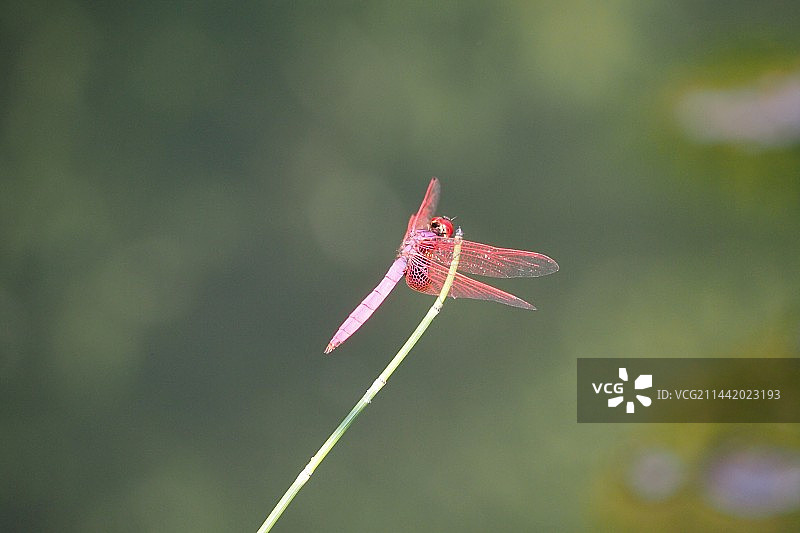 植物上红蜻蜓特写镜头图片素材