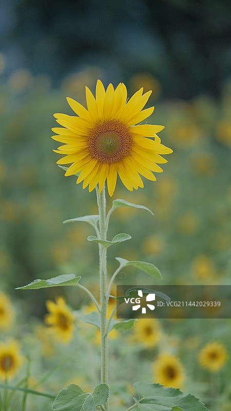 夏天向日葵单支花海图片素材