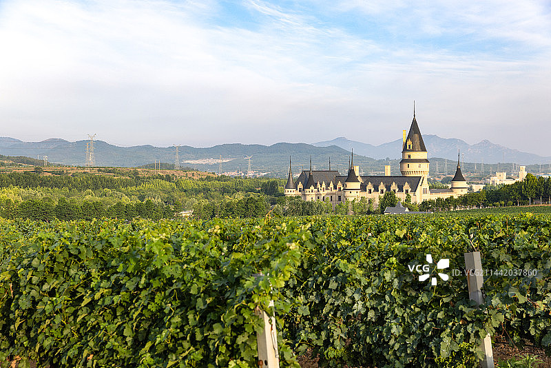 葡萄藤葡萄园地田野绿色植物图片素材