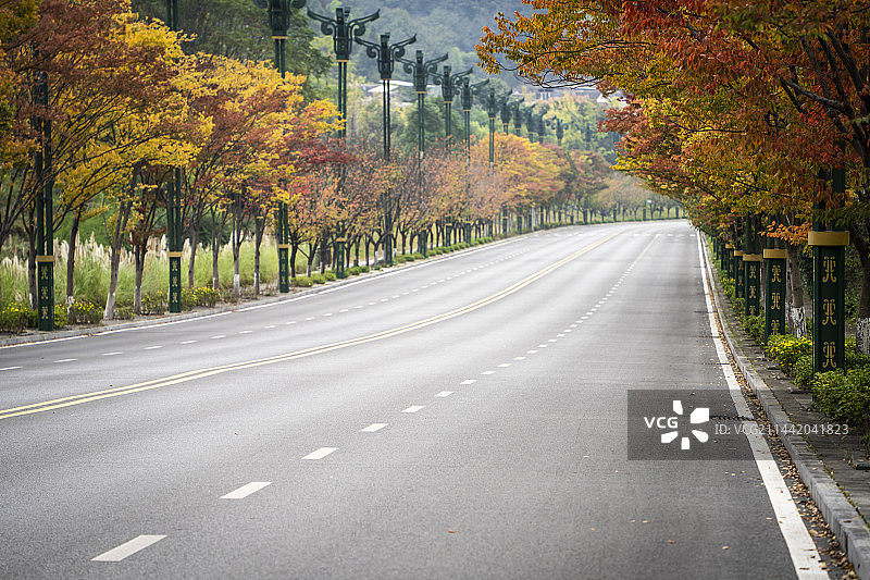 秋季道路两旁的枫树图片素材