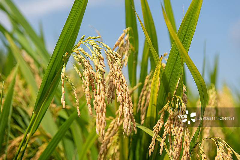 南方水稻特写图片素材