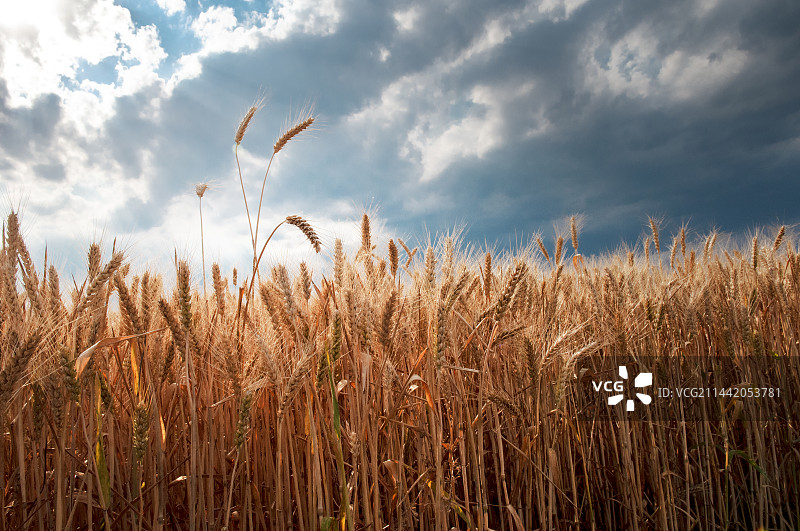 小麦图片素材