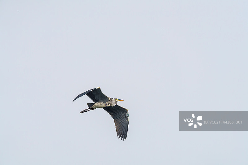 飞翔中的苍鹭图片素材