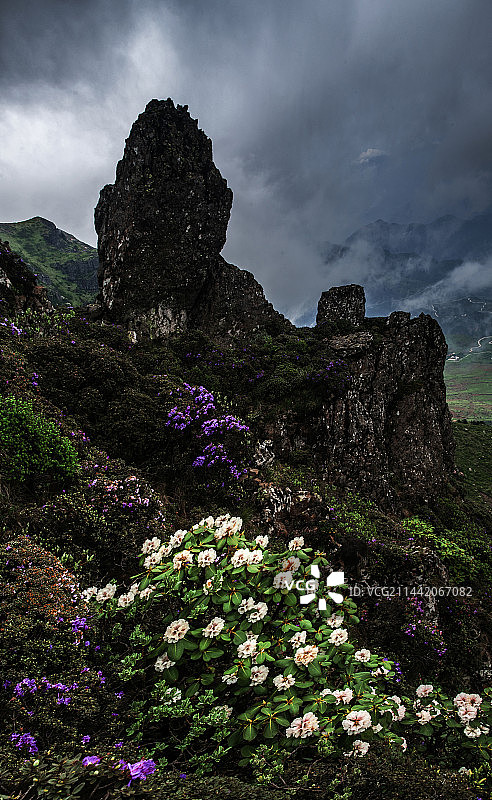 云南巧家，药山顶上的高山杜图片素材