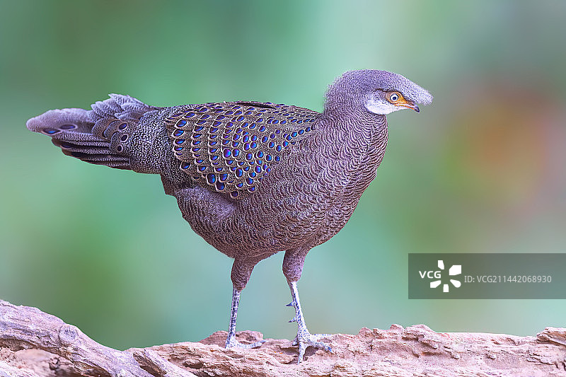 帅哥-灰孔雀雉图片素材