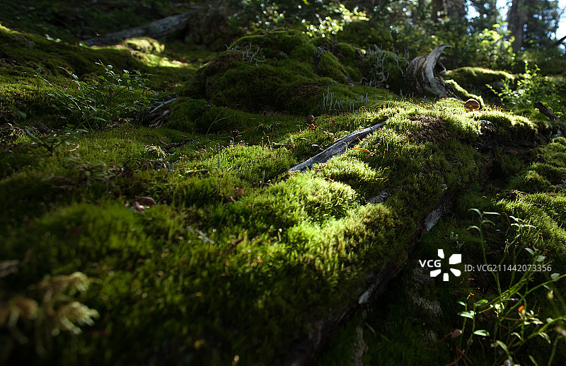 加拿大的森林生态环境中的青苔和岩石图片素材