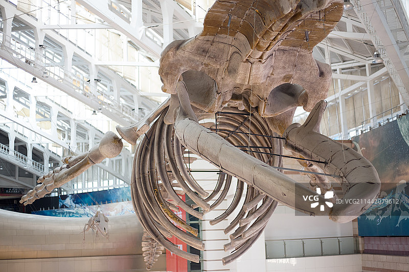 鲸鱼骨架图片素材