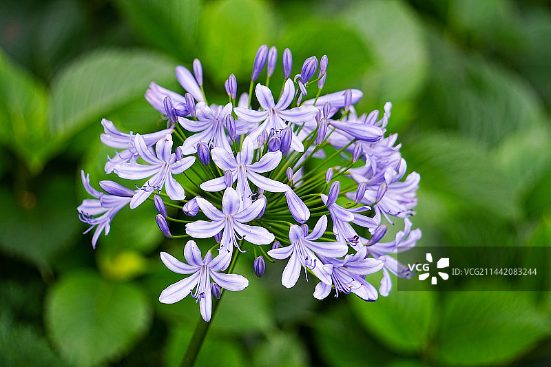 百子莲图片素材