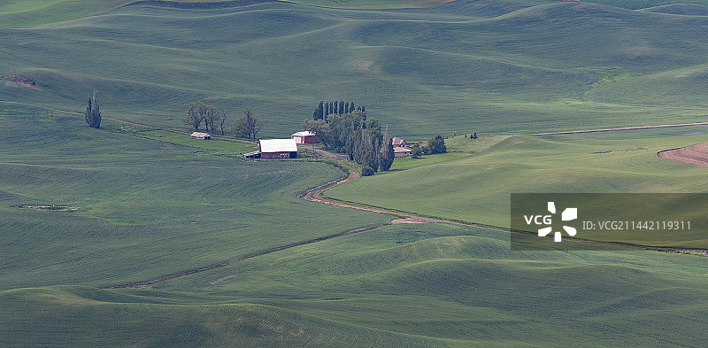 华盛顿的麦田图片素材