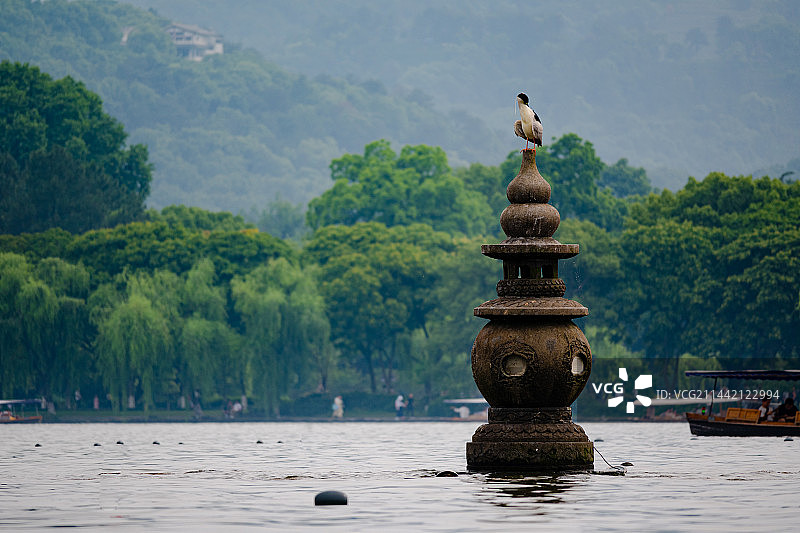三潭印月与夜鹭图片素材