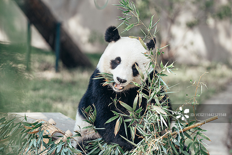 天津动物园喜乐图片素材