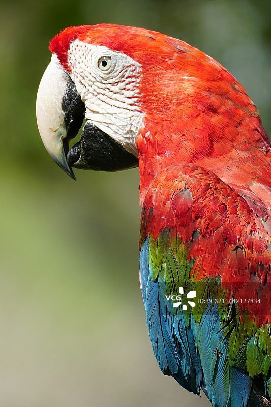 憨态可掬，五色斑斓图片素材