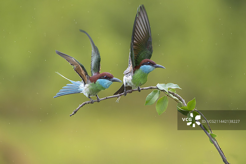 蓝喉蜂虎之乡~安徽霍山图片素材