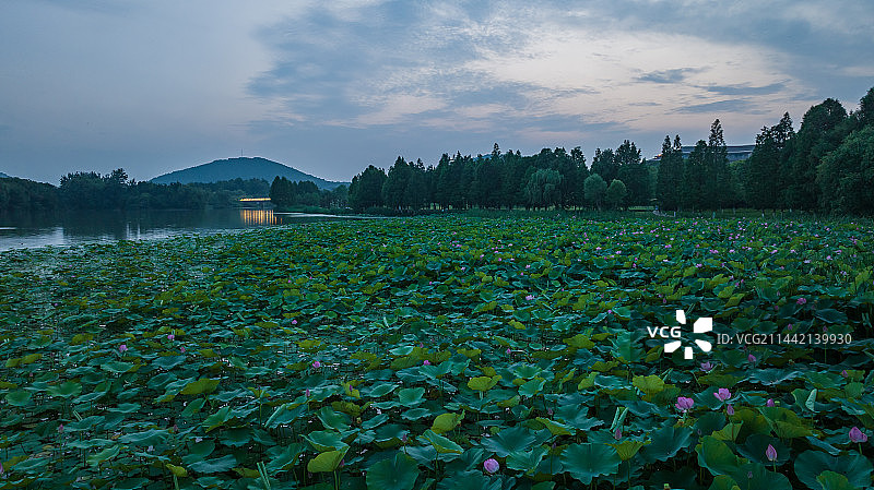 徐州市大龙湖风景区夏日荷花图片素材