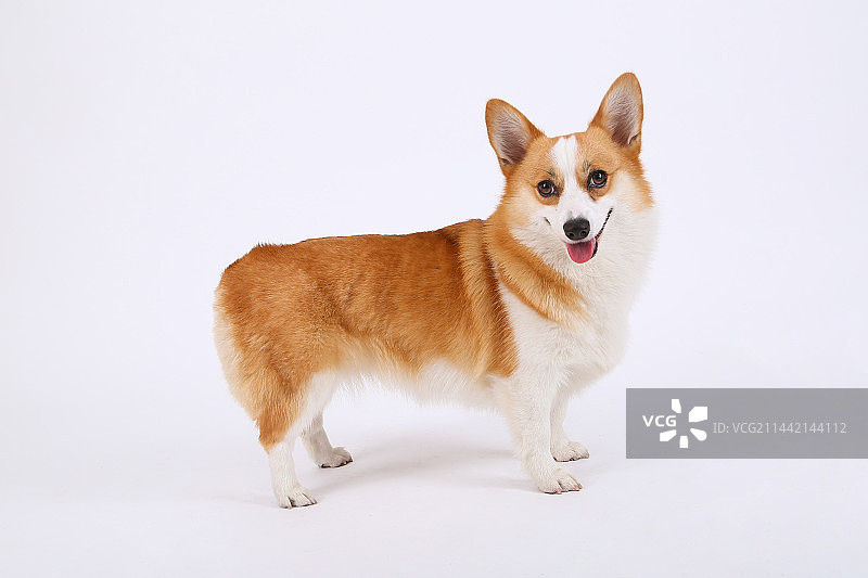 宠物柯基犬图片素材