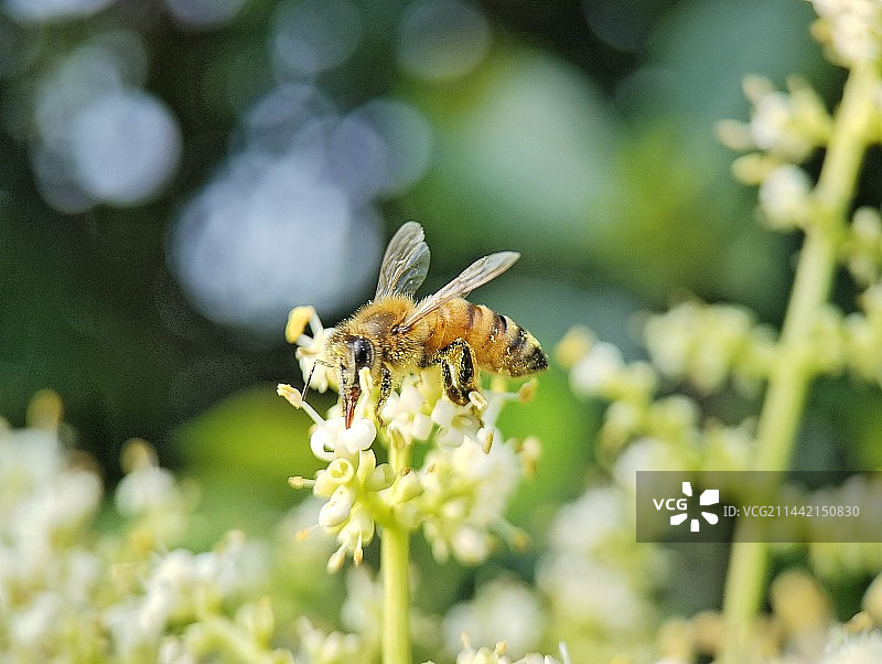蜂恋花图片素材
