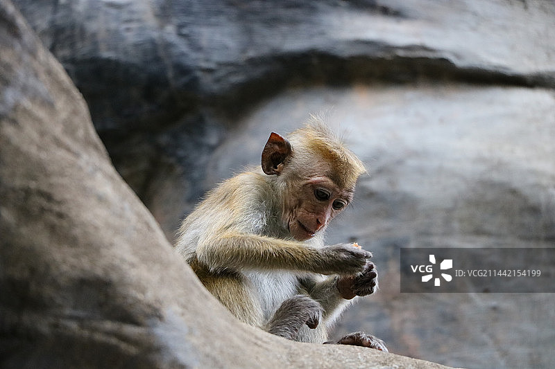 一只正在进食的猕猴特写图片素材