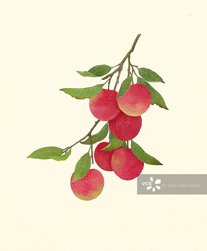 一枝荔枝图片素材