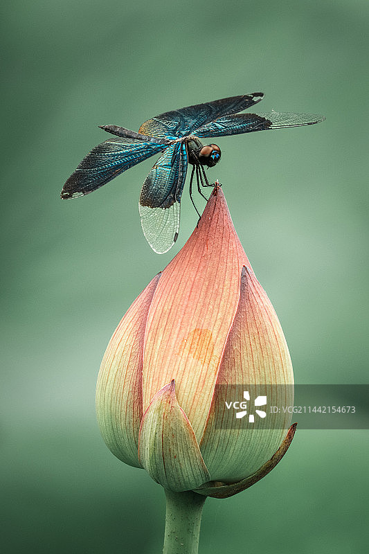 黑丽翅蜻立于荷花上图片素材
