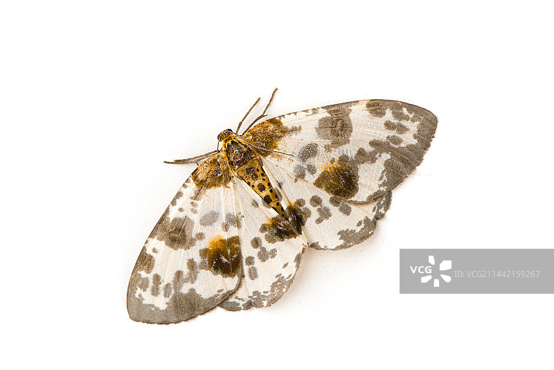 白色背景上的飞蛾金星尺蛾图片素材