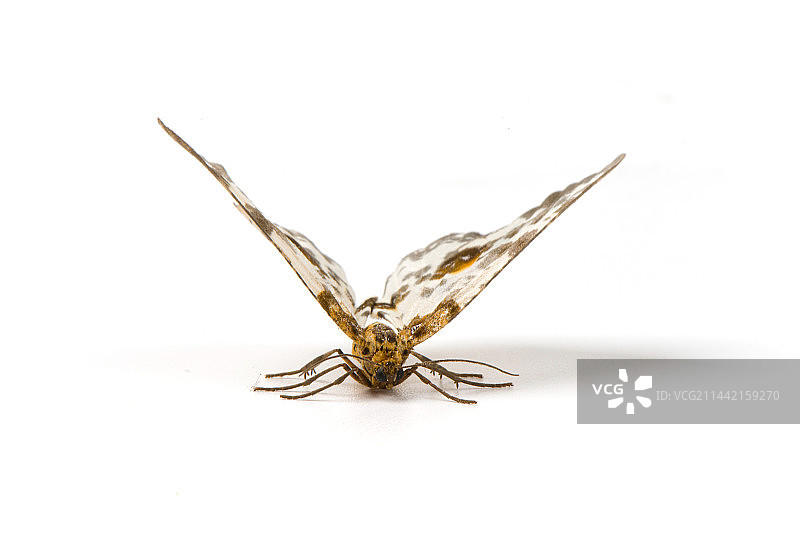 白色背景上的飞蛾金星尺蛾图片素材