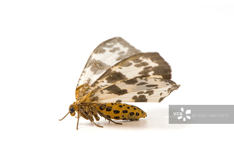 白色背景上的飞蛾金星尺蛾图片素材