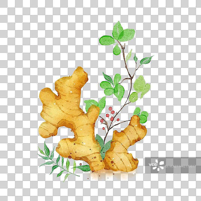 手绘小清新水彩风食物蔬菜生姜图片素材