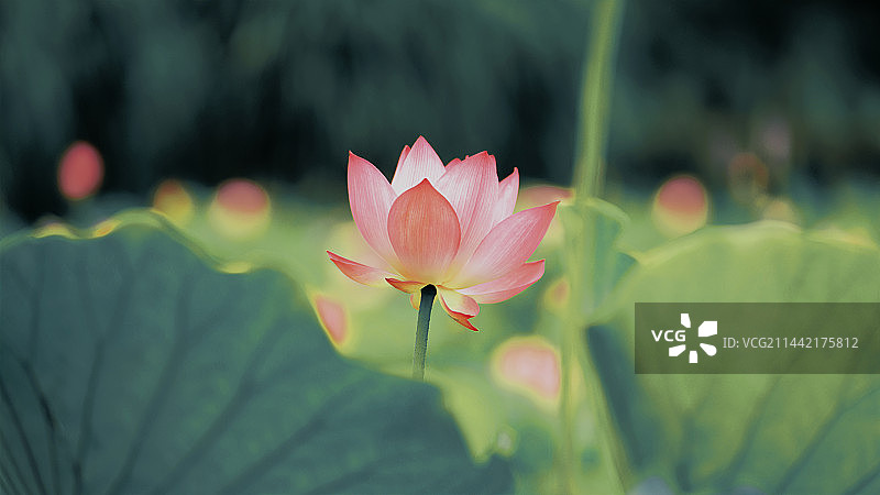 IMG_2581图片素材