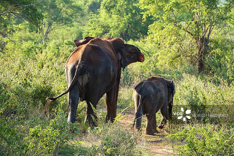 斯里兰卡Udawalawe National Park大象和baby图片素材