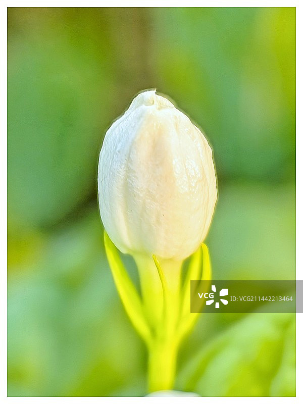 茉莉花苞特写镜头图片素材