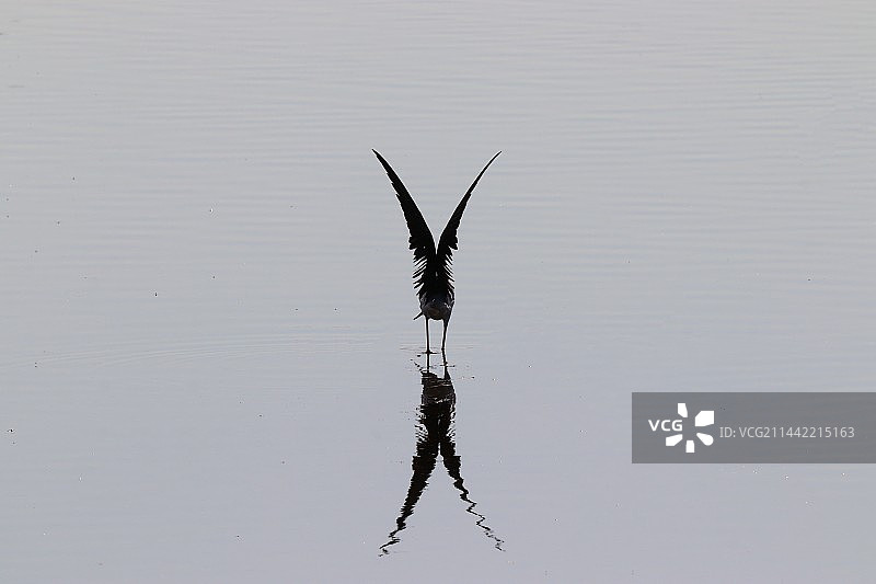 展翅倒影图片素材