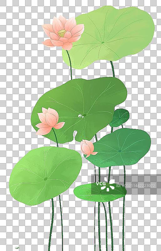 小清新治愈系插画荷叶荷花图片素材