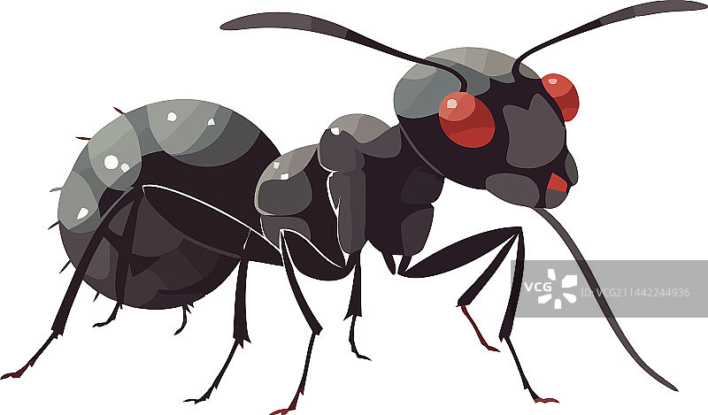 白色背景上的小蚂蚁图片素材