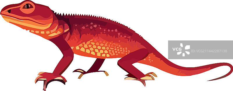 彩色蜥蜴图片素材