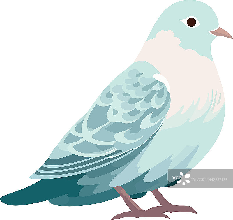 栖息在白色背景上的可爱鸽子图片素材