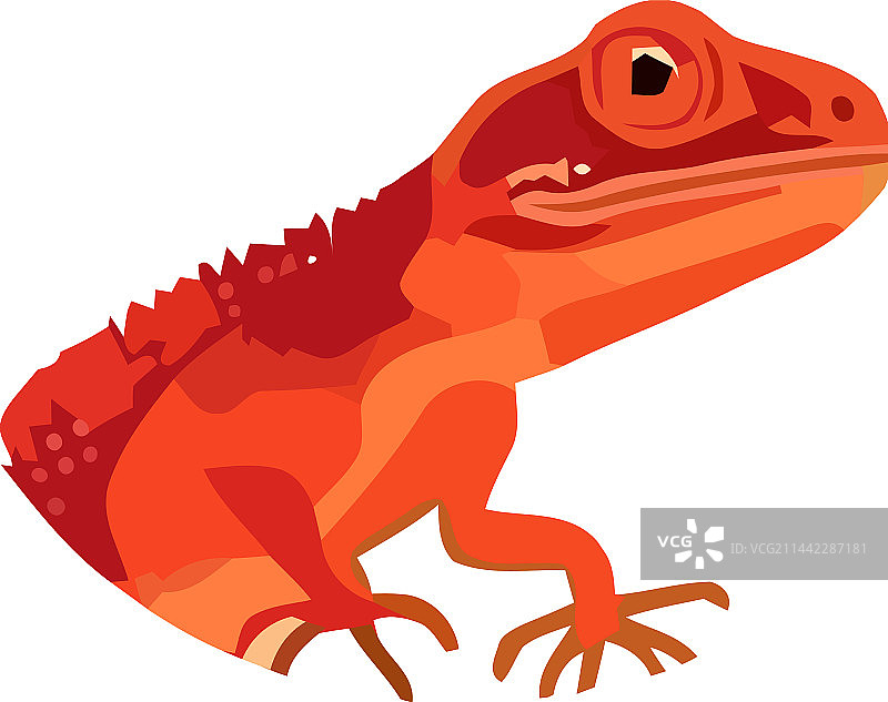 可爱的壁虎图片素材