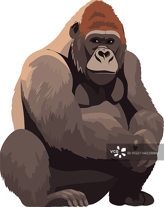 白色背景上的可爱大猩猩图片素材