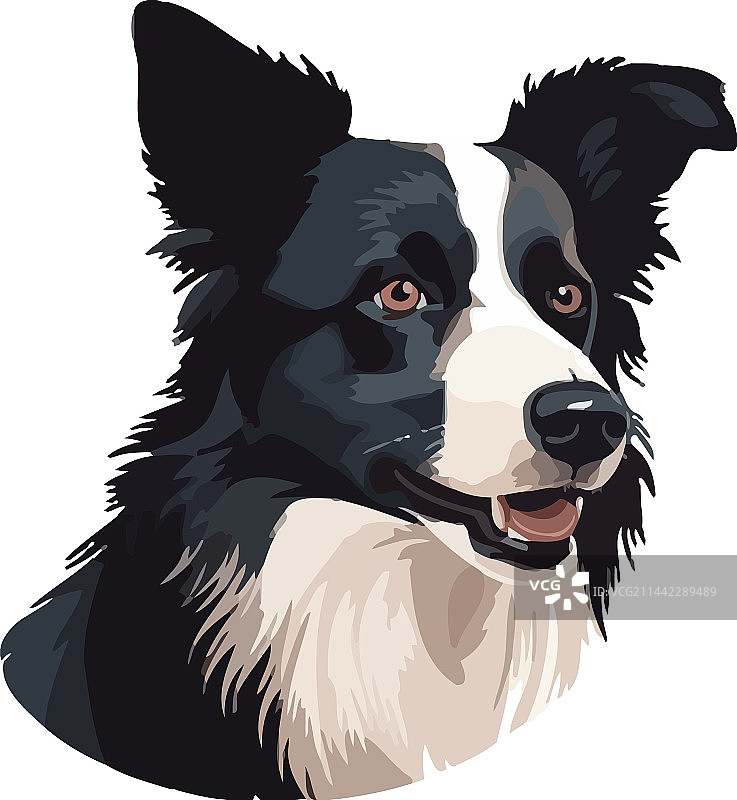 坐着微笑的忠诚可爱牧羊犬图片素材