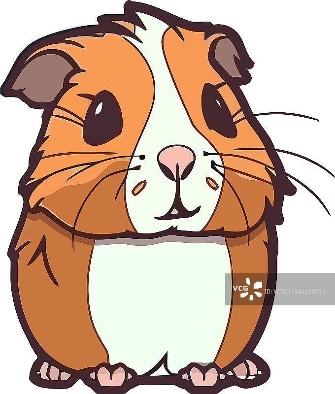 快乐、可爱、毛茸茸的豚鼠图片素材