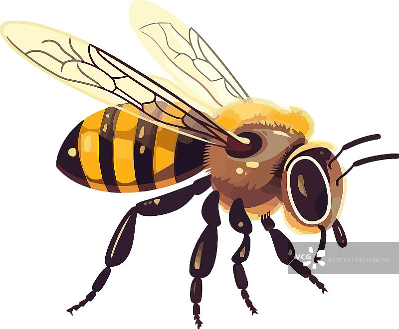 蜜蜂采蜜图片素材