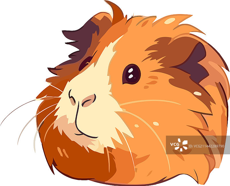 白色背景上的蓬松小豚鼠图片素材