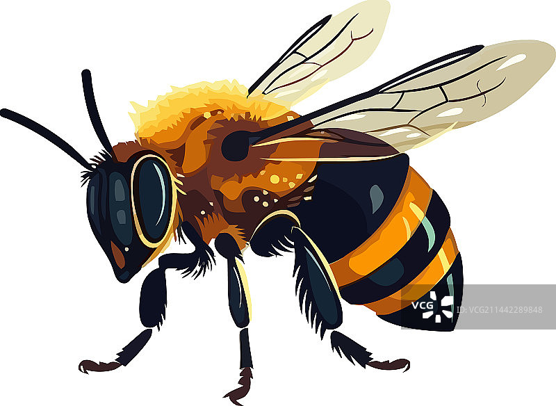 忙碌的蜜蜂昆虫在白色背景上图片素材