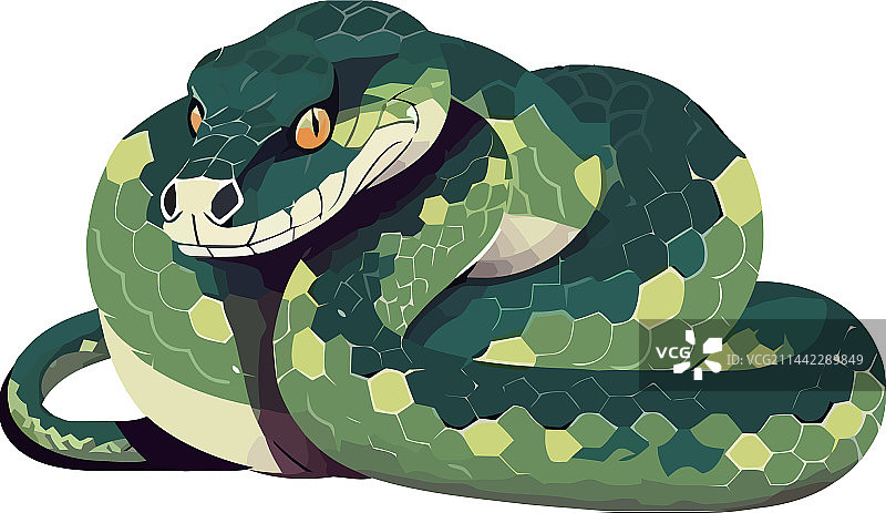 在树枝上爬行的毒蛇图片素材