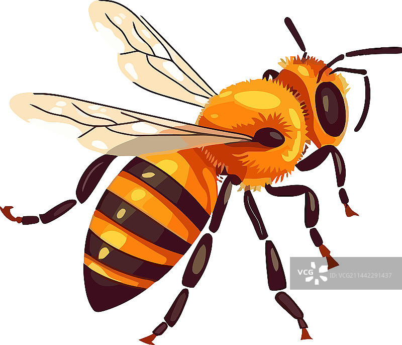 忙碌的蜜蜂采集花粉图片素材