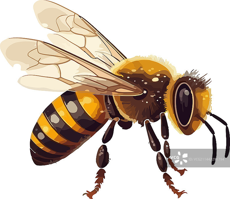 白色背景上的蜜蜂昆虫图片素材