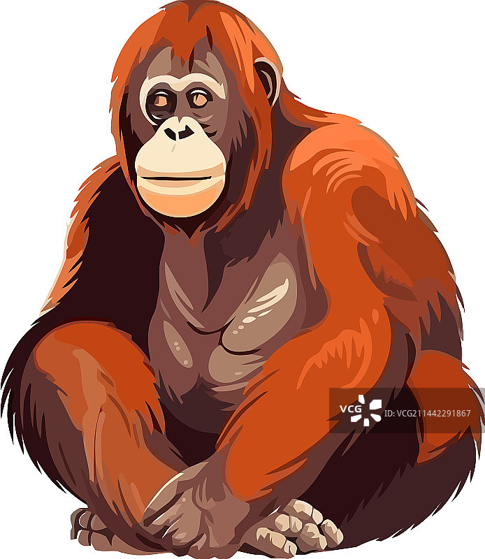 微笑的野生猩猩图片素材