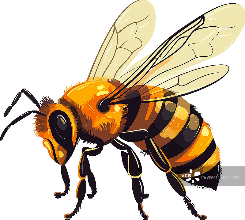 蜜蜂忙碌地嗡嗡叫着采集花粉酿蜜图片素材