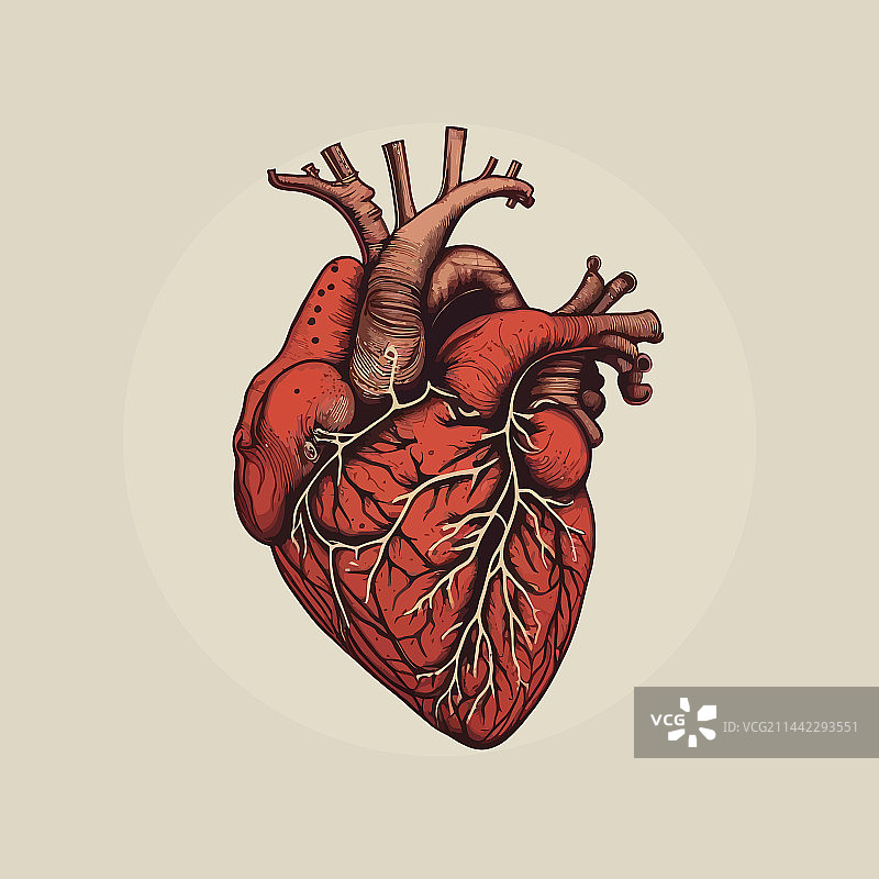复古风格的人类心脏静脉和动脉图片素材